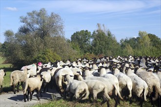 Large flock of sheep near trees on a path in a rural setting, Elbe dike, Elbe, Penkefitz, Wendland,