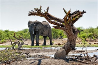 Elephant (Loxodonta africana), dead tree, steppe, dryness, drought, climate change, safari,