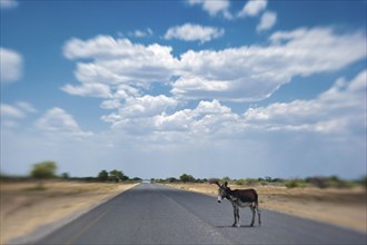 African donkey (Equus africanus) on the highway, road, animal, danger, wilderness, traffic, road