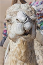 Dromedary (Camelus dromedarius), Arabian camel in head portrait, head, animal, farm animal, detail,