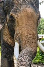 Asian elephant (Elephas maximus), Thai, Thai, Asian, trunk, animal, mammal, animal park, ivory,