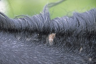 Hair lice in horses, Parasites, Trichodectidae