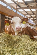 Close-up of a calf eating hay and carrying labels in the barn, Haselstaller Hof, Gechingen, Black