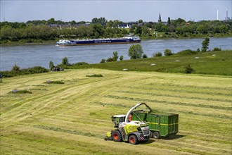 Hay harvest, on a Rhine meadow near Duisburg-Beeckerwerth, a forage harvester picks up the cut