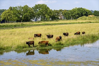 Herd of Hecker cattle in the Kiebitzwiese nature reserve, on the territory of the town of