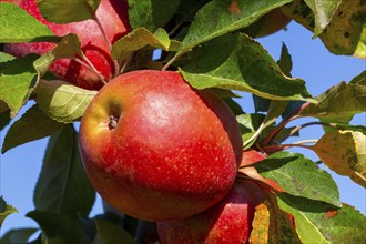 Close-up of apples in an apple field in the Palatinate. The apple trees are Weirouge or the Red