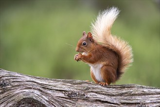 Squirrel (Sciurus), forest, Aviemore, Scotland, Great Britain