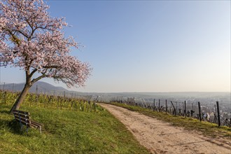 Flowering almond tree, Prunus dulcis, with wine village Birkweiler, German Wine Route, Southern