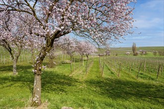 Almond tree (Prunus dulcis), spring in the Southern Palatinate, Palatinate, Rhineland-Palatinate,