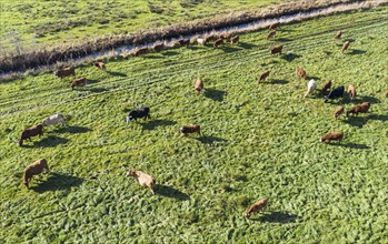 Aerial view of free-roaming herd of cattle, Grünheide, 30/10/2021