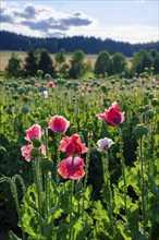 Poppy, (Papaver somniferum), poppy field, Waldviertel grey poppy, poppy village Armschlag,