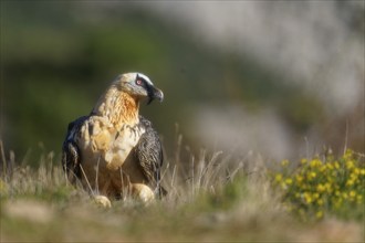 Old bearded vulture (Gypaetus barbatus), portrait, Catalonia, Pyrenees, Spain, Europe