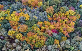 Mixed forest in autumn, colouring, aerial view, forest, autumnal, Ahlhroner Fischteiche,