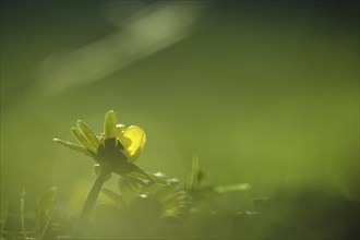 Winter aconites (Eranthis hyemalis), Germany, Europe