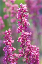 Blooming purple heuchera in the garden