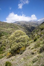 Landscape of the River Rio Poqueira gorge valley, High Alpujarras, Sierra Nevada, Granada Province,