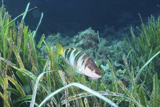 Painted comber (Serranus scriba) between aquatic plants, dive site peninsula Giens near Hyères,