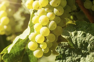 Ripe Chardonnay grapes in the Palatinate. The 2023 vintage is exceptionally good