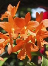 Orange with red orchid flowers in the botanical garden in Singapore