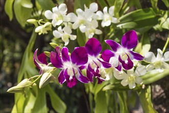 Blooming purple orchid in the tropical garden