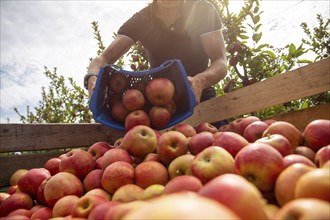 Apple harvest in Meckenheim/Pfalz. Harvest workers from Bleichhof in Meckenheim harvesting Weirouge