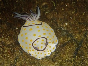 Star snail, ringed star snail (Chromodoris annulata), dive site Mermaid Cove, Qantab, Oman, Asia