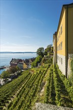 Lake Constance and vineyards, Meersburg, Lake Constance, Baden-Württemberg, Germany, Europe