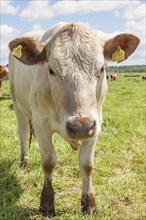 Close-up of a cow on a grassy meadow on a sunny summer day in the countryside, Sweden, Europe