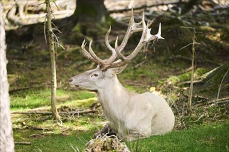 Red deer (Cervus elaphus) stag lying in a forest, Bavaria, Germany, Europe