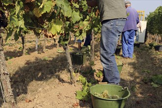 Grape grape harvest: Manual harvest of Chardonnay grapes in a vineyard in the Palatinate