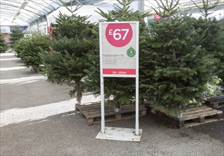 Nordmann fir Christmas trees on sale for £67 in garden centre, Suffolk, England, UK