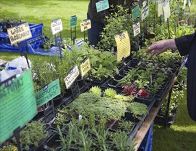 Herb plants with labels for sale during garden event at Helmingham Hall, Suffolk, England, United