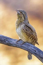 Eurasian wryneck (Jynx torquilla) sitting and singing, calling, mating, sunrise, spring, Middle