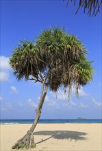 Pandanus palm trees growing on sandy beach, Nilavelli, Trincomalee, Sri Lanka, Asia