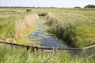 Drainage ditch in marshland at Hollesley, Suffolk, England, United Kingdom, Europe