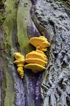 Bright yellow-orange mushrooms growing on a moss-covered tree trunk, sulphur polypore (Laetiporus