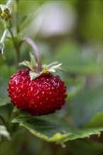 Woodland strawberry (Fragaria vesca), Upper Bavaria, Bavaria, Germany, Europe