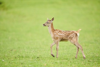 Red deer (Cervus elaphus) fawn walking on a meadow in the mountains in tirol, Kitzbühel, Wildpark