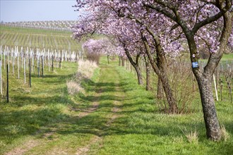 Almond tree (Prunus dulcis) in the Southern Palatinate, Palatinate, Rhineland-Palatinate, Germany,