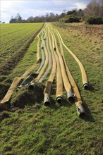 Long lines of irrigation hose pipes laid out on the ground, Shottisham, Suffolk, England, UK