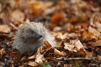 European hedgehog (Erinaceus europaeus) adult animal amongst fallen autumn leaves, Suffolk,