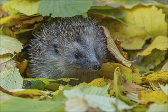 European hedgehog (Erinaceus europaeus) adult animal amongst fallen autumn leaves, Suffolk,