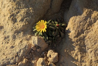 Yellow Sea Aster plant in flower, Asteriscus maritimus, Cabo de Gata natural park, Almeria, Spain,