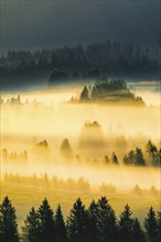 Fog and forest at the Rothenthurm high moor, Canton Schwyz, Switzerland, Europe