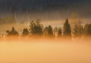 Fog and trees at the Rothenthurm high moor, Canton Schwyz, Switzerland, Europe