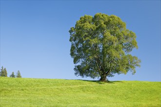 Large lime tree in Oberägeri, Canton Zug, Switzerland, Europe