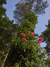 Roses and trees on the golf course