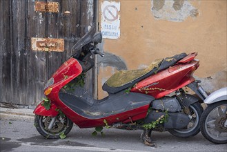 Parked scooter already overgrown with ivy, Portofino, Italy, Europe