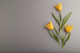 Orange tulip flowers on gray pastel background. top view, flat lay, copy space, still life. Beauty,