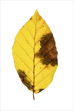 Autumn-coloured leaf of a beech (Fagus sylvatica), copper beech, tree, free-standing, Vechta, Lower